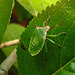 20210729 2303CPw [D~LIP] Apfelbeere (Ariona prunufolia 'Viking'), Grüne Stinkwanze [Nymphe] (Palomena prasina), Bad Salzuflen