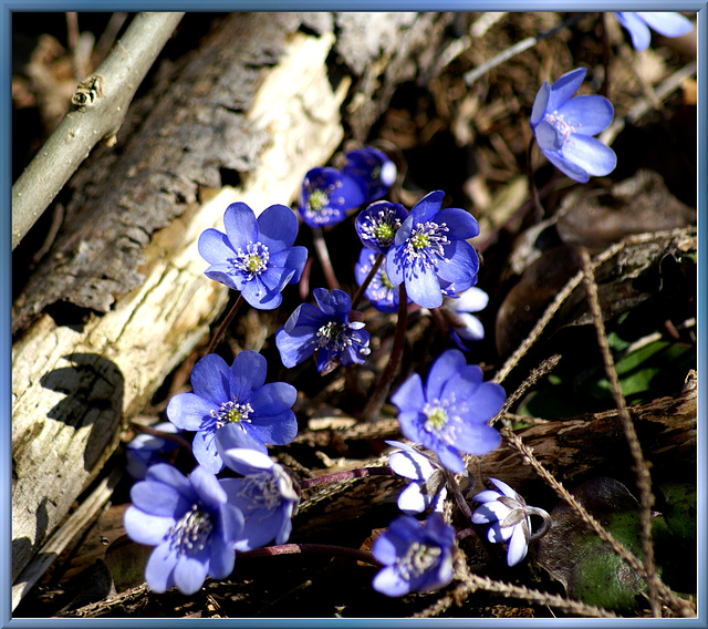 Leberblümchen... ©UdoSm