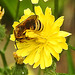 20230628 1478CPw [D~LIP] Kleinköpfiger Pippau (Crepis capillaris), Wildbiene, Bad Salzuflen