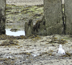 ... marée basse ...