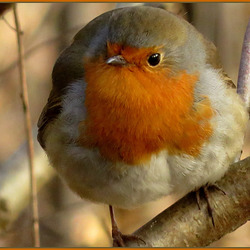 Rouge Gorge Rouge Gorge