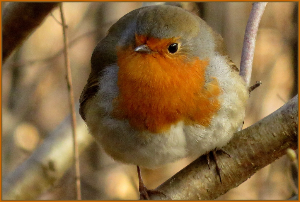 Rouge Gorge