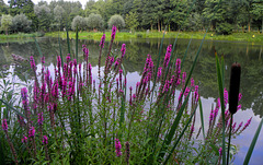 Lythrum Sallicara