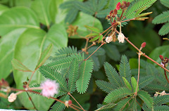 Touch me not / Mimosa Pudica