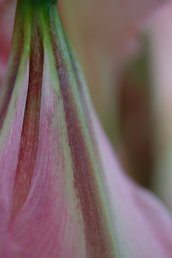 DSCF2515