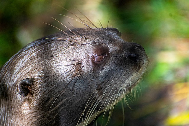 Otter close up