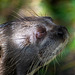 Otter close up
