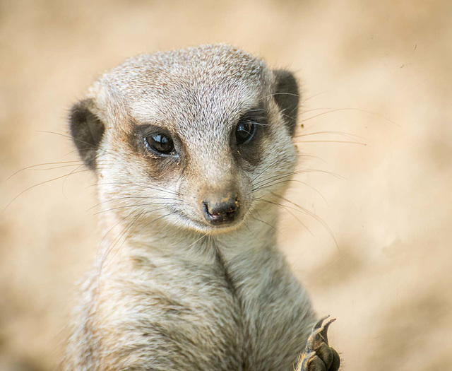 Meerkat (7)