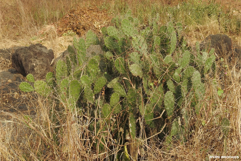 20191220-2337 Opuntia elatior Mill.