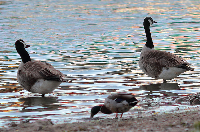 EOS 6D Peter Harriman 20 27 34 28284 geese dpp