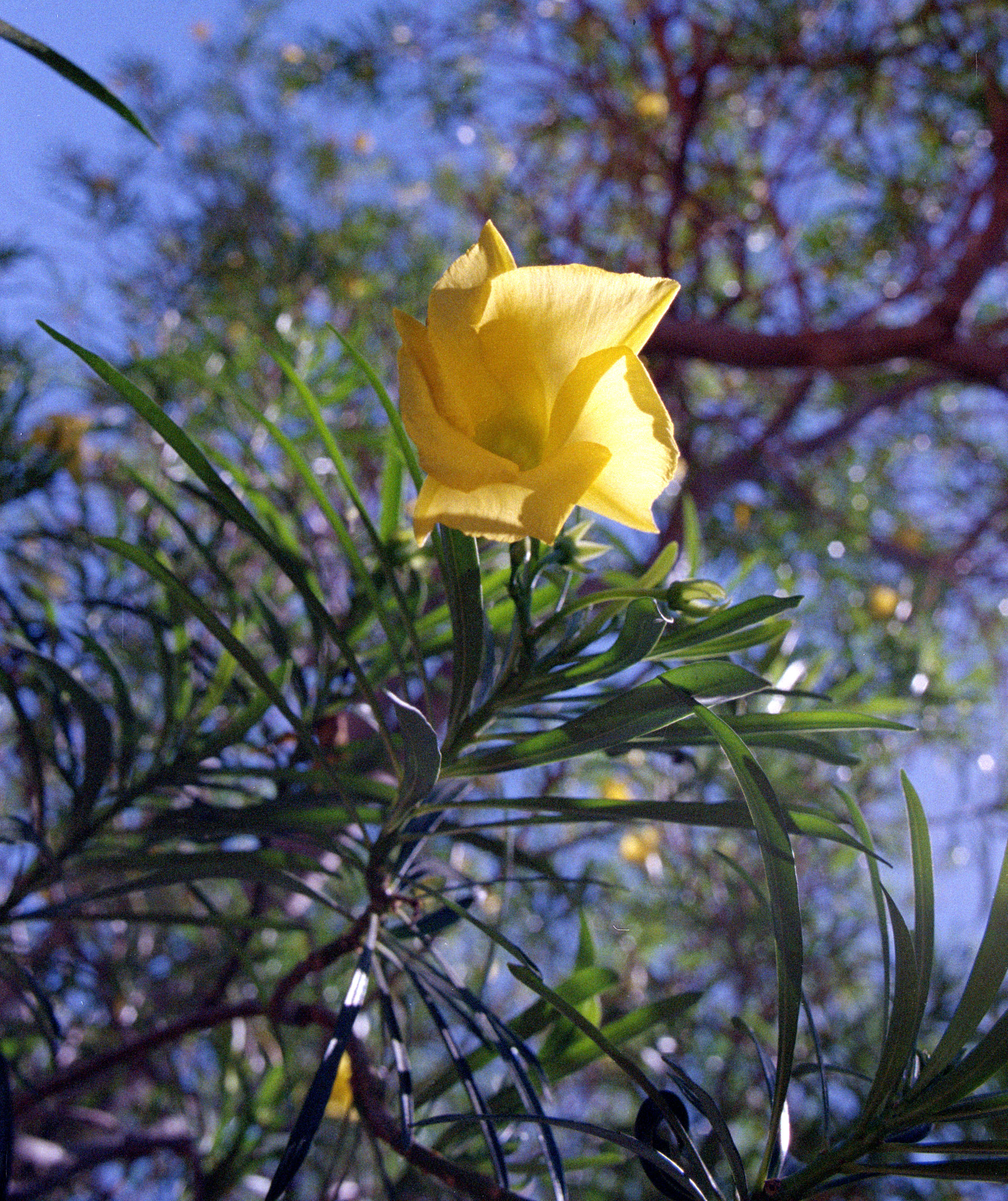Yellow Oleander (1)