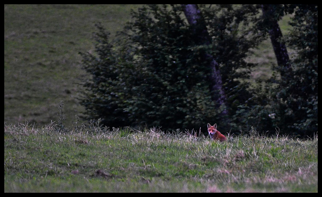 renard à l'affut