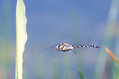 Migrant Hawker-DSZ7478