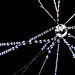 Ein Blick rein in das Spinnennetz mit den Morgentautropfen :))   A look inside the spider's web with the morning dewdrops :))    Un regard à l'intérieur de la toile d'araignée avec les gouttes de rosée du matin :))
