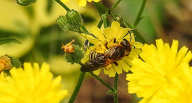 20230628 1480CPw [D~LIP] Kleinköpfiger Pippau (Crepis capillaris), Wildbiene, Insekt, Bad Salzuflen