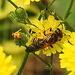 20230628 1480CPw [D~LIP] Kleinköpfiger Pippau (Crepis capillaris), Wildbiene, Insekt, Bad Salzuflen