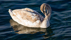 241205 Ouchy cygne