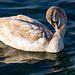 241205 Ouchy cygne