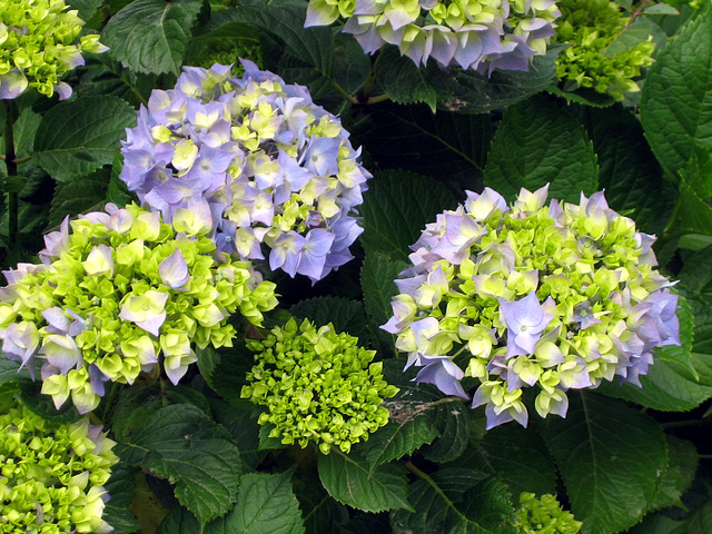 Ghisoni - Corse 2014