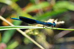 Western Demoiselle m (Calopteryx xanthostoma) (4)