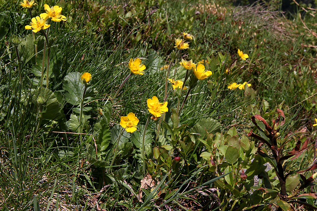 Berg-Nelkenwurz