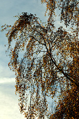Tree...View 3