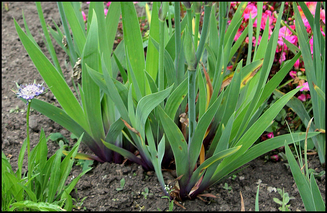 iris à base pourpre (Loreley)