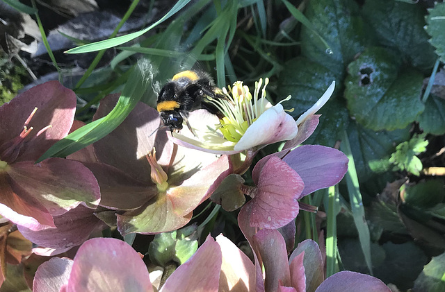 bumblebees on the hellebore