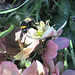 bumblebees on the hellebore