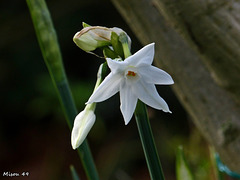 MON JARDIN