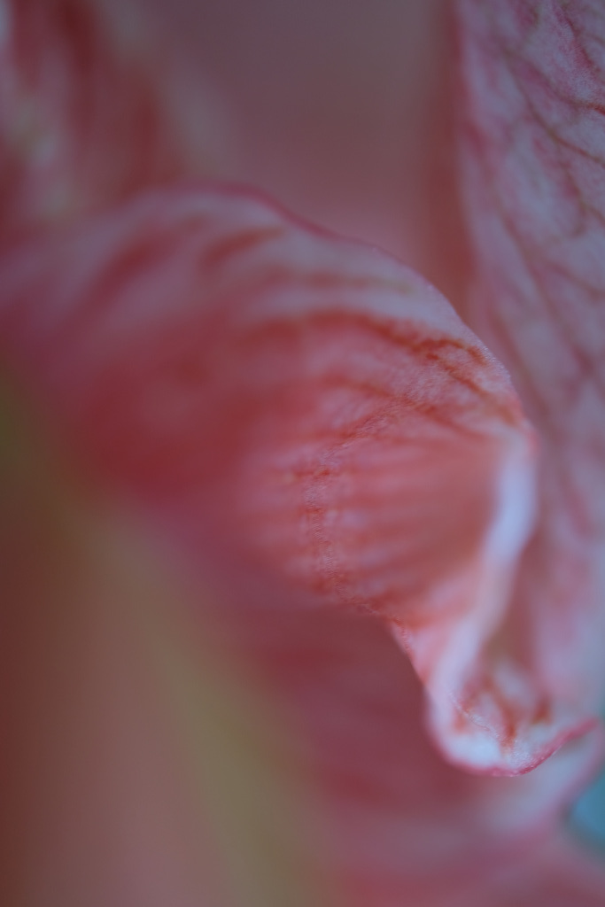 DSCF2517