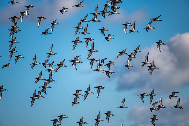 Godwits put up by a raptor