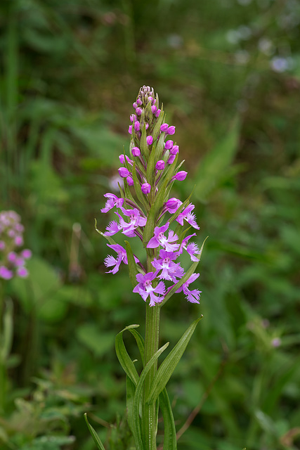 Platanthera psycodes (Small Purple Fringed orchid)