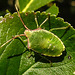 20210729 2305CPw [D~LIP] Apfelbeere (Ariona prunufolia 'Viking'), Grüne Stinkwanze [Nymphe] (Palomena prasina), Bad Salzuflen