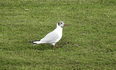 Young Black-headed Gull