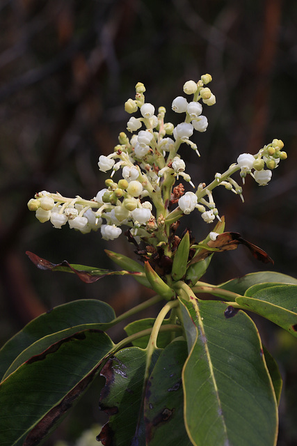 Pacific Madrone Flowers