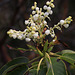 Pacific Madrone Flowers