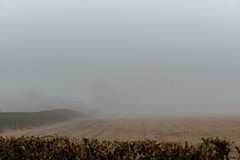 Misty Field DSZ9374