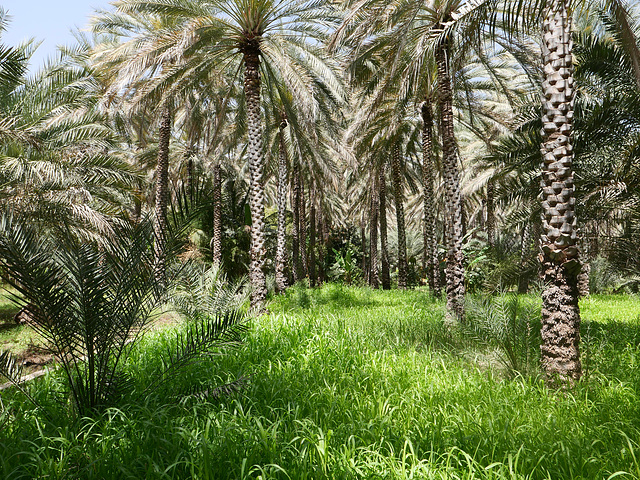 In the palm grove.