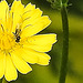 20230628 1483CPw [D~LIP] Kleinköpfiger Pippau (Crepis capillaris), Insekt, Bad Salzuflen