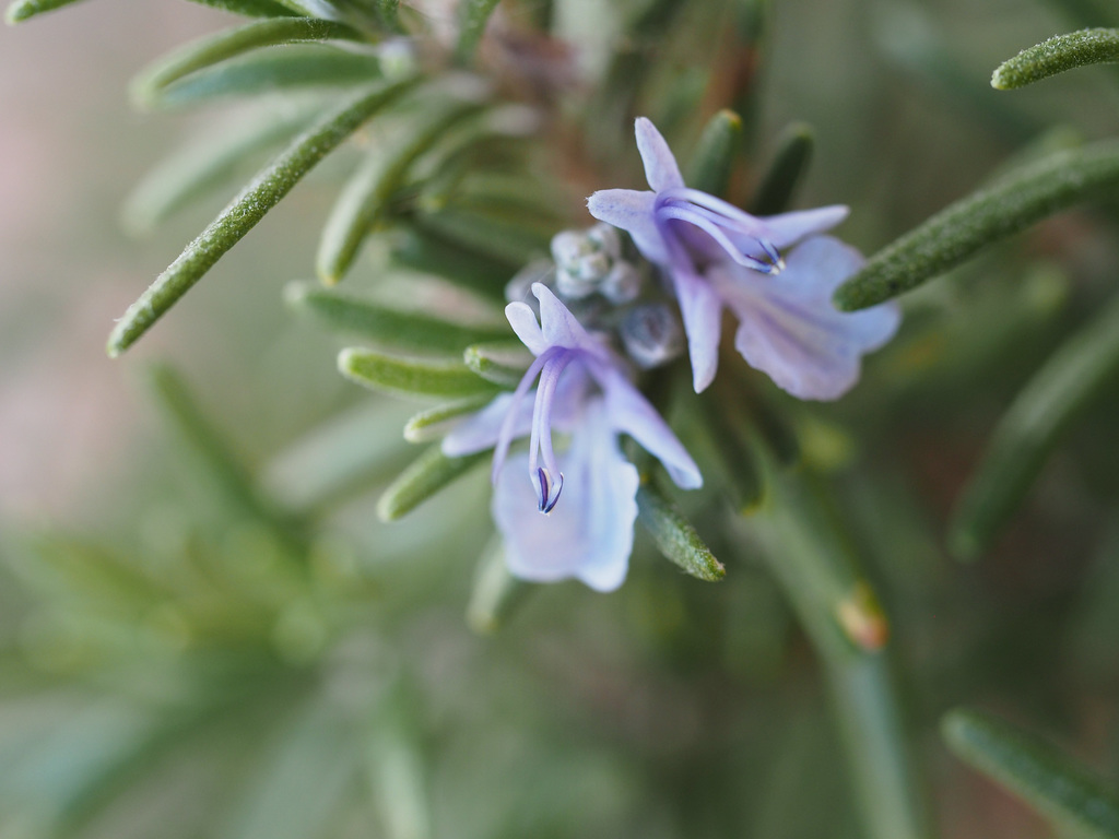 my rosemary