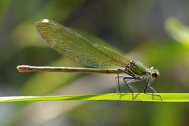 Western Demoiselle f (Calopteryx xanthostoma) (4)