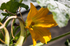 20140928 5526VRAw [D~RI] Zucchini (Cucurbita pepo subsp. pepo convar. giromontiina), Rinteln