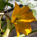 20140928 5526VRAw [D~RI] Zucchini (Cucurbita pepo subsp. pepo convar. giromontiina), Rinteln