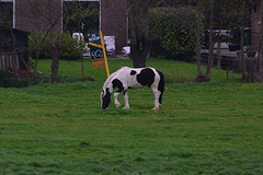 Horse pretending to be a cow