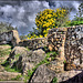 Casares