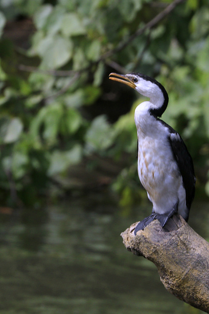 Little Pied Cormorant