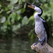 Little Pied Cormorant