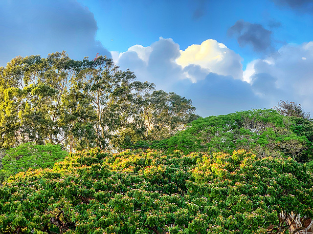 late in the day from our Lanai - Kaimuki