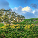 late in the day from our Lanai - Kaimuki